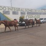Imagem Cavalos em frente Escola Gomes de Souza Ramos na Vila Jaiara