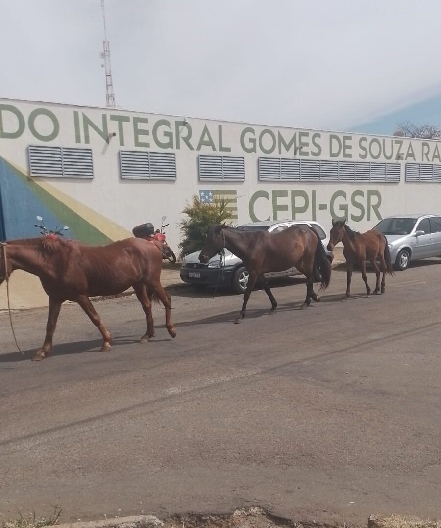 Imagem Cavalos em frente Escola Gomes de Souza Ramos na Vila Jaiara