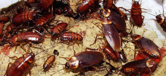 A imagem mostra várias baratas