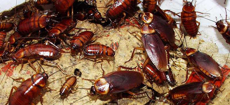 A imagem mostra várias baratas