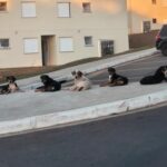 Imagem Cães deitados na entrada de um condomínio residencial