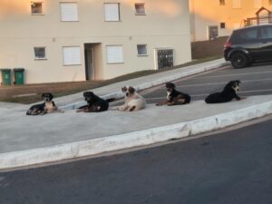 Imagem Cães deitados na entrada de um condomínio residencial