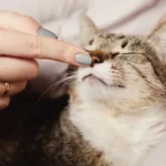 Imagem mãe com dedo no nariz do gato, ele está com os olhos fechados