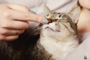 Imagem mãe com dedo no nariz do gato, ele está com os olhos fechados