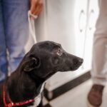 Imagem cachorro de cor preta olhando para o lado