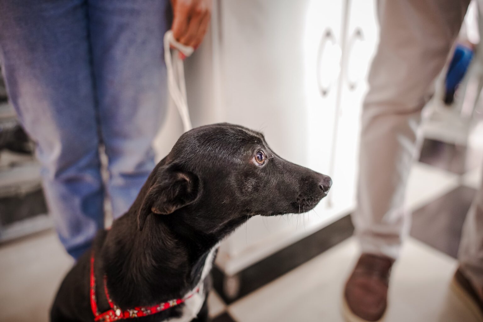 Imagem cachorro de cor preta olhando para o lado