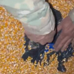 Imagem mão dentro de s carga de milho