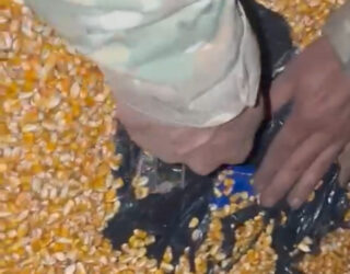 Imagem mão dentro de s carga de milho