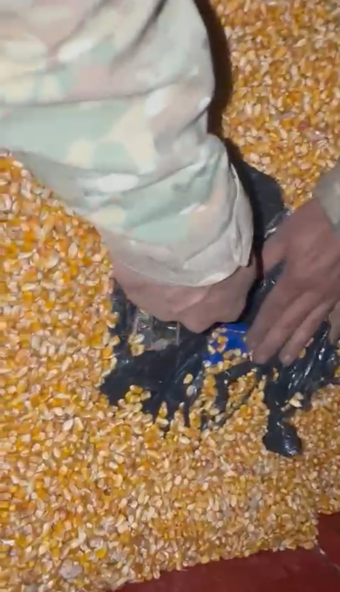 Imagem mão dentro de s carga de milho