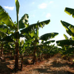 Imagem bananal verde