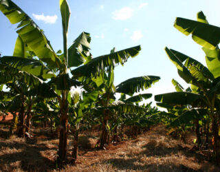 Imagem bananal verde