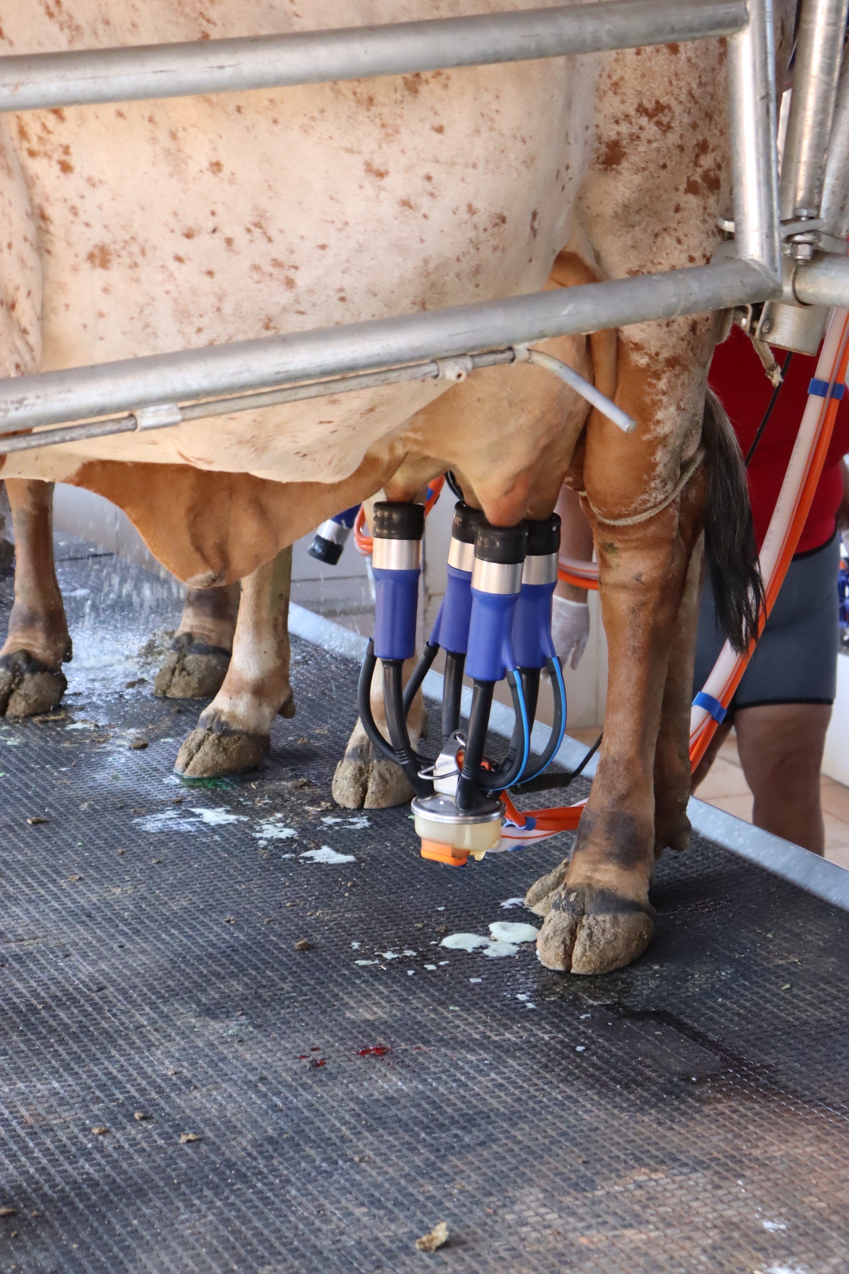 Imagem Ordenha vaca leite