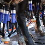 Imagem Ordenha vaca de leite