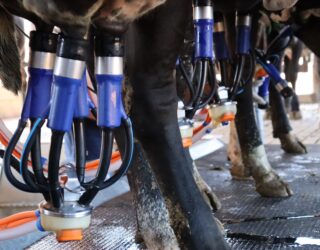 Imagem Ordenha vaca de leite