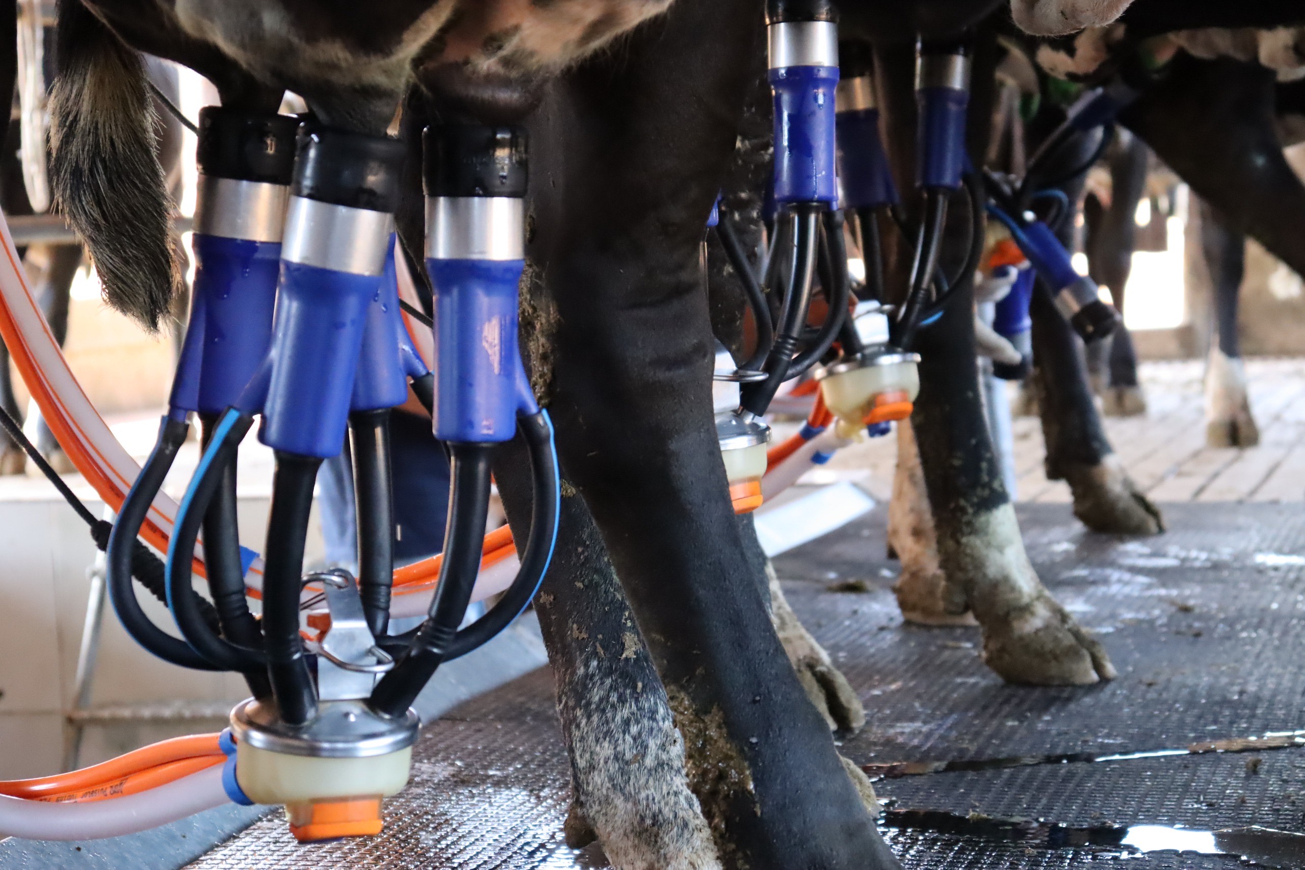 Imagem Ordenha vaca de leite