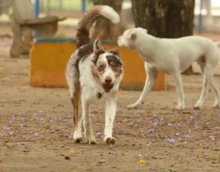 Imagem cachorro abandonado na rua