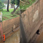 Imagem resgate cachorro córrego