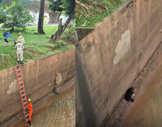 Imagem resgate cachorro córrego