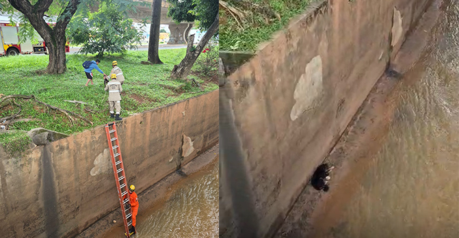 Imagem resgate cachorro córrego