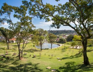 Imagem arvores em uma parque