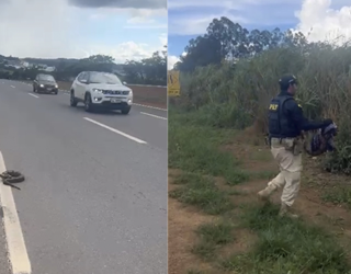 Imagem rodovia cobra sendo retirada