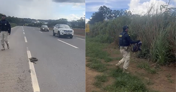 Jiboia é resgatada ao tentar atravessar a BR-060, em Anápolis