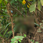 Imagem desfocada área de mata