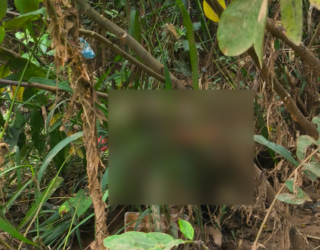 Imagem desfocada área de mata