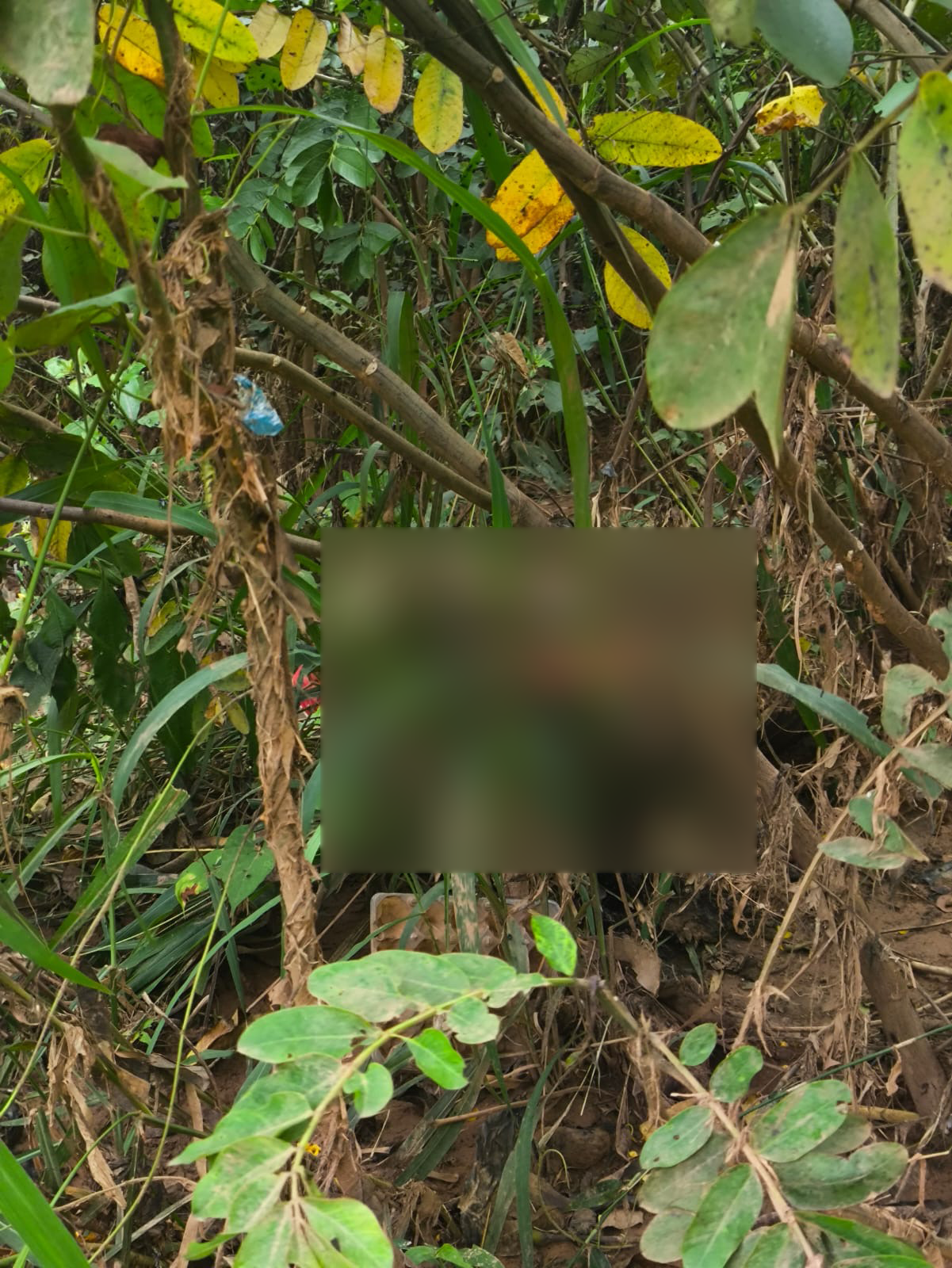 Imagem desfocada área de mata