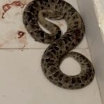 Imagem cobra enrolada