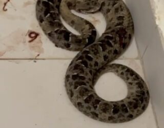 Imagem cobra enrolada