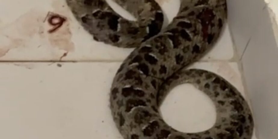 Imagem cobra enrolada