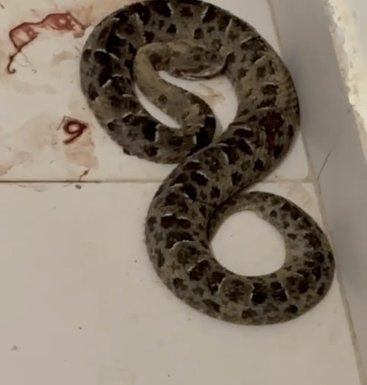 Imagem cobra enrolada