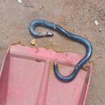 Imagem cobra pequena em par de plástico