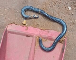 Imagem cobra pequena em par de plástico