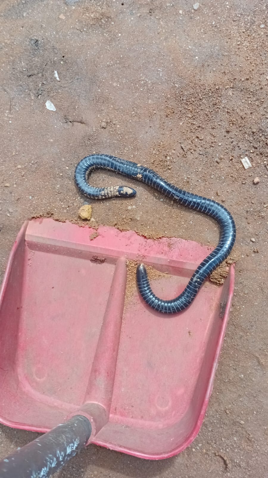 Imagem cobra pequena em par de plástico