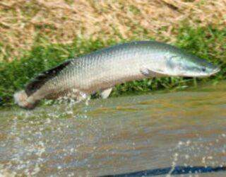 Imagem peixe pulando sobre a agua