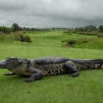 1 de 1 Jacaré atravessa campo de golfe durante torneio em Nova Orleans, nos Estados Unidos — Foto: Reprodução