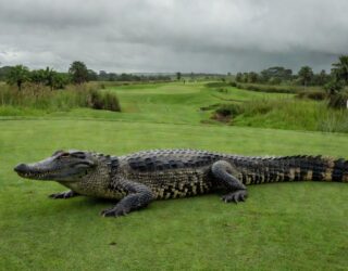 Imagem Jacaré atravessa campo de golfe durante torneio em Nova Orleans, nos Estados Unidos — Foto: Reprodução