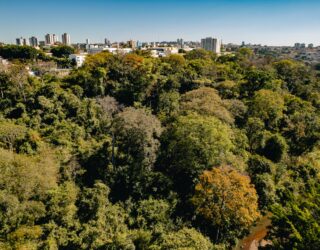 Imagem Arvores e cidade ao fundo