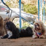 Imagem três cães de raça com coleira