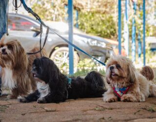 Imagem três cães de raça com coleira