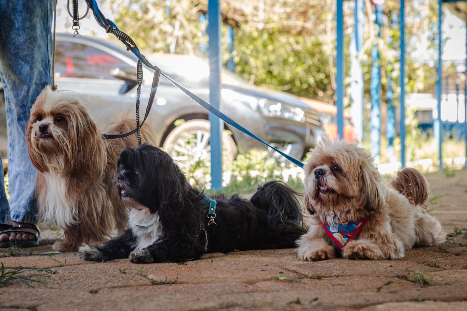 Imagem três cães de raça com coleira