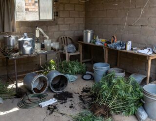 Corporação afirmou que foi apreendido o equivalente a R$ 2 milhões do entorpecente durante operação. (Foto: Divulgação/PCGO)