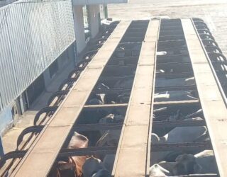 Segundo investigações, animais teriam sido retirados da propriedade rural após apresentação de um comprovante falso de transferência bancária. Rebanho foi localizado e recuperado em fazenda situada entre Nova Crixás e Mozarlândia (Foto: PCGO)
