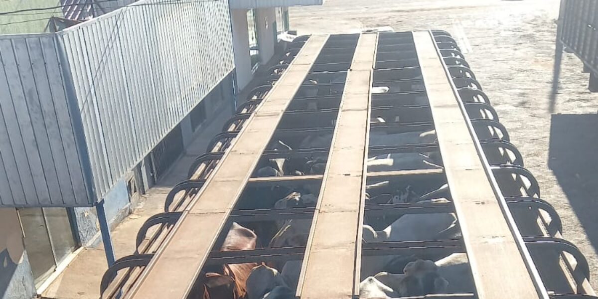 Segundo investigações, animais teriam sido retirados da propriedade rural após apresentação de um comprovante falso de transferência bancária. Rebanho foi localizado e recuperado em fazenda situada entre Nova Crixás e Mozarlândia (Foto: PCGO)