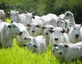 Eventos marcam primeiro ano da campanha de conscientização sobre a doença, que acomete animais e humanos (Foto: Agrodefesa)