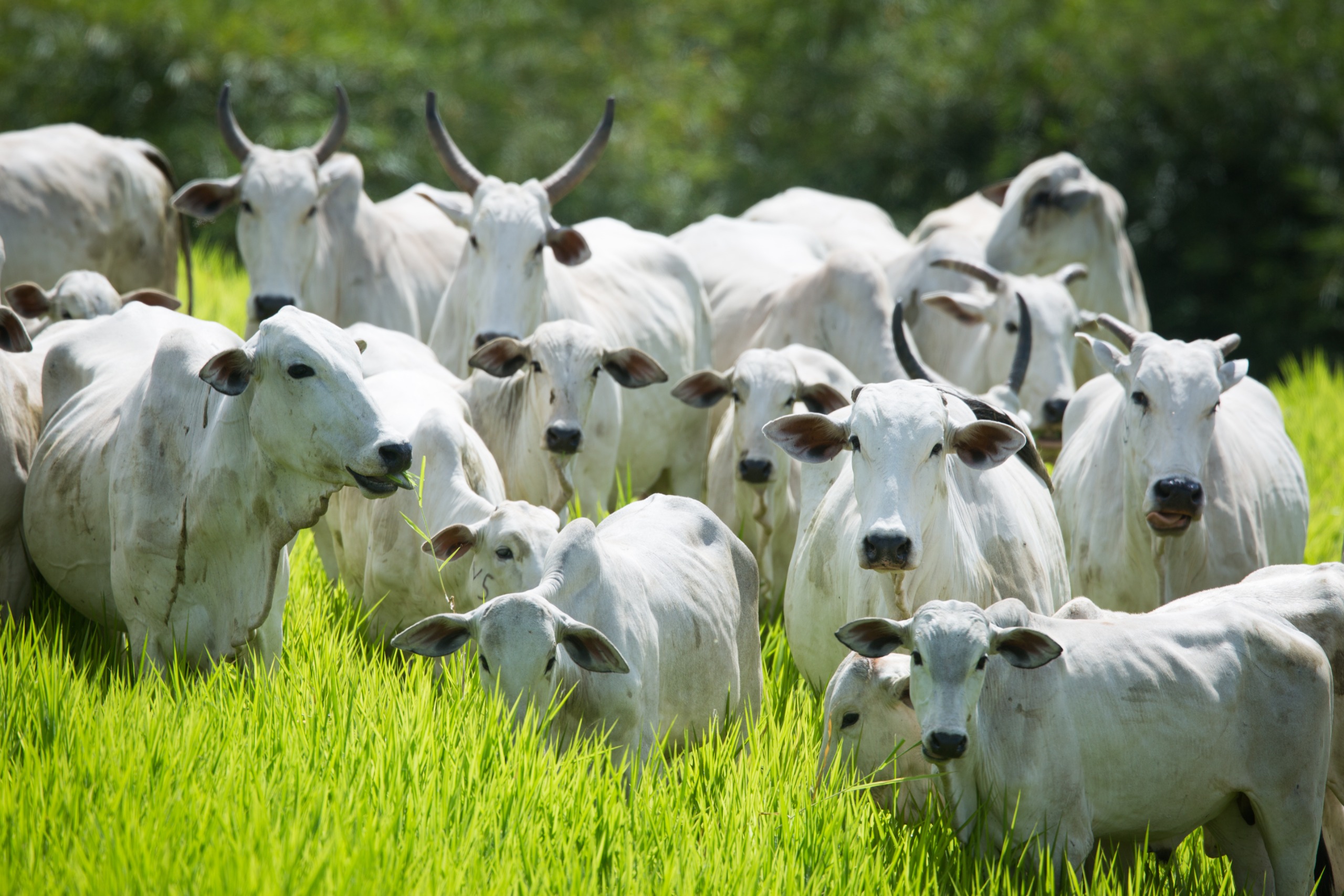 Eventos marcam primeiro ano da campanha de conscientização sobre a doença, que acomete animais e humanos (Foto: Agrodefesa)