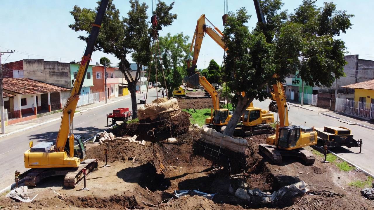 Iniciativa aposta na realocação de vegetação adulta para fortalecer a paisagem urbana e reduzir impactos ambientais. (Foto: Montagem/Reprodução/Prefeitura de Anápolis)