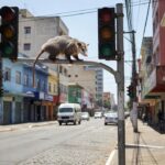 Gambá foi flagrado sobre uma placa de trânsito na Avenida Engenheiro Portela, no Centro de Anápolis. (Foto: Reprodução/Instagram @erikasoares_8)